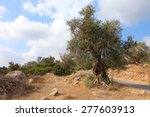 Hills and Trees in Israel image - Free stock photo - Public Domain ...