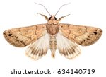 Moth isolated on a white...