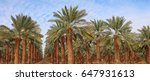 Date Palm Trees Plantation....