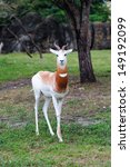 Beautiful White Antelope In...