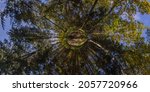 Small photo of 360 degree hyperbolic little planet projection of full spherical panorama in sunny autumn day in pine forest with long shadows