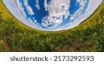 Small photo of panorama of summer day blossomong yellow rapseed colza field in hyperbolic projection.
