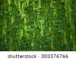 Green ivy covered wall as background image