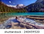 Sunken logs nestled in a bright clear snow-capped mountain lake