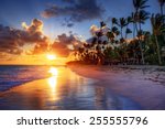 Palm Tree Sandy Beach Sunrise 