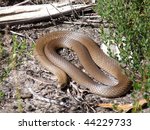 The Eastern Brown Snake Is One...