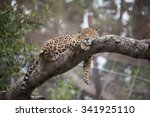 Small photo of Leopard sleeping on the tree in zoo. Guepard liyng on the tree and sleeping
