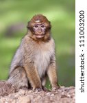 A Barbary Macaque  Also Known...