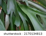 Platycerium bifurcatum, the elkhorn fern or common staghorn fern,[3] is a species of fern native to Java, New Guinea and eastern Australia, in New South Wales, Queensland and on Lord Howe Island.