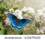 Red Spotted Purple Admiral...