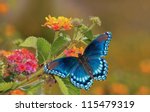 Beautiful Red Spotted Purple...