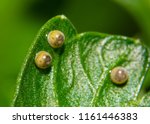 Small photo of Eastern Black Swallowtail butterfly eggs on a parsley leaf, ready to eclose, with tiny caterpillars visible through the shell