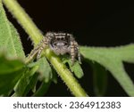 Small photo of Beautiful sub-adult Phidippus mystaceus jumping spider on a ragweed stem