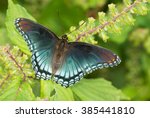 Red Spotted Purple Admiral...