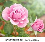 Beautiful Pink Rose In A Garden