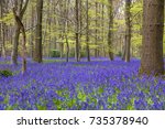 English Bluebell Woods In...