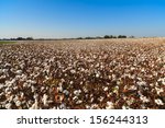 Beautiful Cotton Field In...
