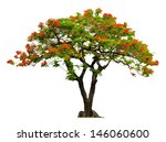 Royal Poinciana Tree With Red...