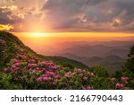 The Great Craggy Mountains along the Blue Ridge Parkway in North Carolina, USA with Catawba Rhododendron during a spring season sunset.