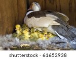 A Muscovy Duck On A Nest With...