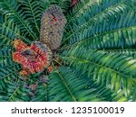 Cycad Seed Cone And Pod In...