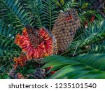 Cycad Pod With Orange Seeds And ...
