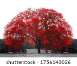 Big Red Tree In Black And White ...