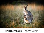 Australian Kangaroo With A Joey ...