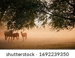 Trakehner Horses Herd In The...