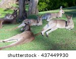 Eastern Grey kangaroo, Macropus giganteus, in a wildlife sanctuary in Queensland Australia