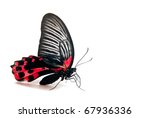 Red And Black Butterfly...