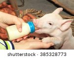 Small Piglet Feeding Milk From...