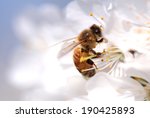Honey Bee Collecting Pollen...