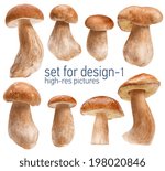 Small photo of Beautiful mushrooms - gustable edulis isolated on white background with set for design