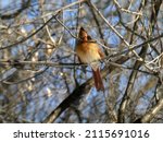 Female Cardinal Bird Sitting On ...