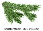 Green Lush Spruce Branch. Fir...