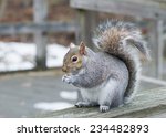 A Grey Squirrel Perched On A...