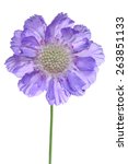 Single Isolated Scabiosa Flower ...