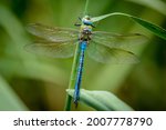 The Emperor Dragonfly Or Blue...