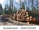Timber industry. Cut tree trunks in the forest, Europe.