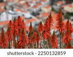 Aloe Plant In Bloom....