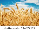 Gold Wheat Field And Blue Sky