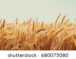 Gold Wheat Field. Beautiful Nature Sunset Landscape. Background of ripening ears of meadow wheat field.