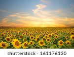 Field Of Blooming Sunflowers On ...