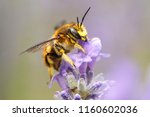 A close up of a honey bee, Apis, on a lavendar plant, Lavandula spica.
