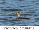 Small photo of A red necked grebe swims in the calm water of Hayden Lake in north Idaho.