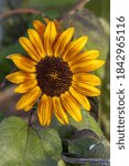 Small photo of Close up view of a little becka sunflower at the Finch Arboretum in Spokane, Washington USA.