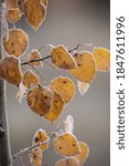 Small photo of A close up photo of autumn leaves with frost sround the edges at Turnbull Wildlife Refuge in Cheney, Washington.