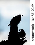 Small photo of Two California quail in backlit silhoette perched on a barren tree at Turnbull Wildlife Refuge in Cheney, Washington.