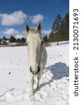 Small photo of A close up portrait of a beautiful white horse near Cheney, Washington.